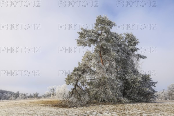 Snow-covered pine tree (Pinus) in a frosty winter landscape under a blue sky, Irndorfer Hardt nature reserve, Irndorf, Tuttlingen district, Baden-Württemberg, Germanyl