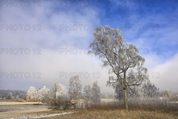 A solitary tree with hoarfrost in a winter landscape under a clear blue sky, Upper Danube nature park Park, Irndorfer Hardt Nature Reserve, Irndorf, Tuttlingen District, Baden-Württemberg, Germany