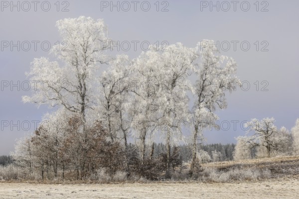 Landscape with hoarfrost under a grey fog sky, Upper Danube nature park Park, Irndorfer Hardt Nature Reserve, Irndorf, Tuttlingen District, Baden-Württemberg, Germany