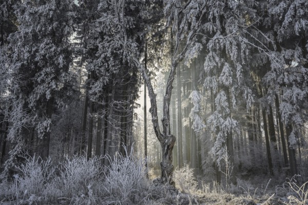 A snowy forest in winter with sunlight shining through the trees creates a frosty atmosphere, Upper Danube nature park Park, Irndorfer Hardt Nature Reserve, Irndorf, Tuttlingen District, Baden-Württemberg, Germany