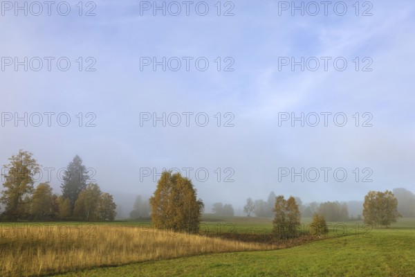 Foggy landscape with trees and meadow under clear sky, looks peaceful and quiet, Upper Danube nature park Park, Irndorfer Hardt Nature Reserve, Irndorf, Tuttlingen District, Baden-Württemberg, Germany