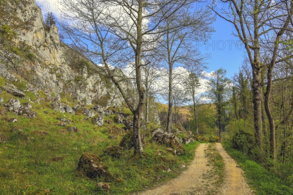 A lonely dirt road leads between trees and rocks in clear skies and light clouds, Upper Danube nature park Park, Stiegelesfelsen Nature Reserve, Fridingen, Tuttlingen District, Baden-Württemberg, Germany