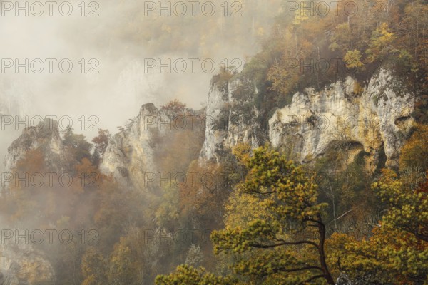 Jurassic limestone cliffs with autumnal trees and clouds of fog, Upper Danube nature park Park, Stiegelesfelsen Nature Reserve, Fridingen an der Donau, Tuttlingen District, Baden-Württemberg, Germany