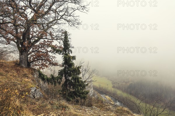 Oak (Quercus) at the Burgstall viewpoint in autumn, Upper Danube nature park Park, Stiegelesfelsen nature reserve, Fridingen, Tuttlingen district, Baden-Württemberg, Germany