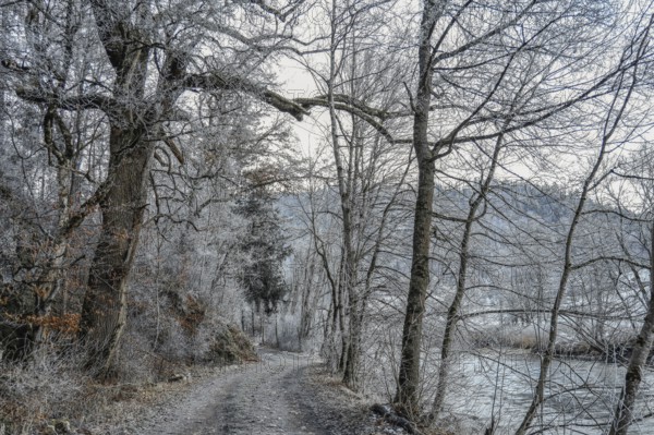 Snowy forest trail along the Danube with bare trees and wintry atmosphere, Stiegelesfelsen nature reserve, Upper Danube nature park Park, Fridingen, Tuttlingen district, Baden-Württemberg, Germany