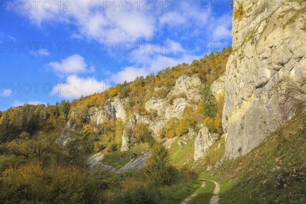 Colourful autumn landscape with rocks and forest under blue sky, a trail runs at the foot of the rocks, Fridingen an der Donau, Stiegelesfelsen nature reserve, Upper Danube nature park Park, Tuttlingen district, Baden-Württemberg, Germany