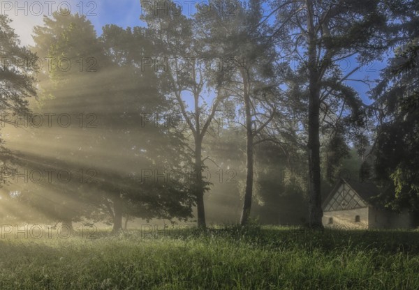 A morning picture with sun rays shining through trees and illuminating a meadow with light fog, Mattheiser Chapel, Upper Danube nature park Park, Stiegelesfelsen Nature Reserve, Fridingen, Tuttlingen District, Baden-Württemberg, Germany