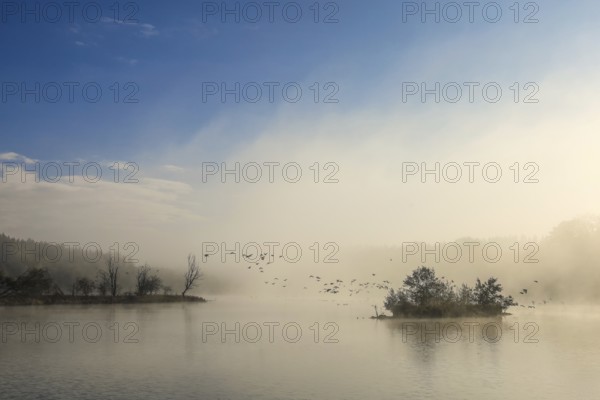 Foggy lake at dawn with flying birds and quiet atmosphere, Schwackenreuter Baggerseen-Rübelisbach nature reserve, Mühlingen, Konstanz district, Baden-Württemberg, Germany