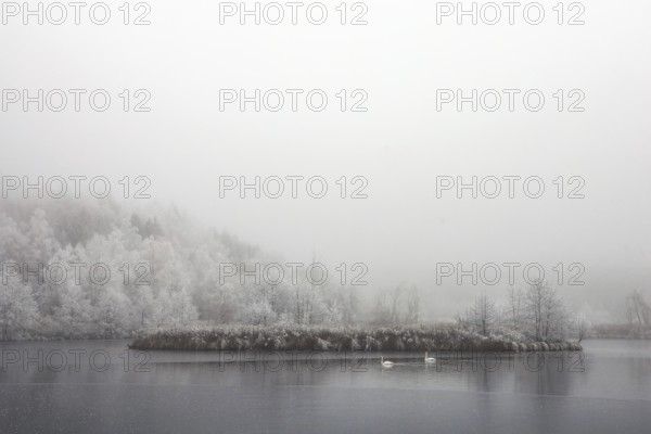 Winter lake with a small overgrown island and two swans in fog, Schwackenreuter Baggerseen-Rübelisbach nature reserve, Mühlingen, Konstanz district, Baden-Württemberg, Germany