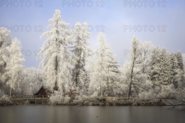 Snowy trees at a lake with a small hut in the background under a blue sky, Schwackenreuter-Baggerseen-Rübelisbach nature reserve, Mühlingen, Konstanz district, Baden-Württemberg, Germany