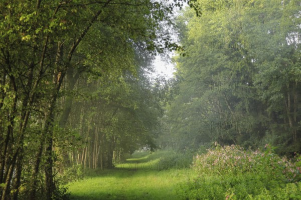 A quiet forest trail in the morning light, surrounded by lush greenery, Schwackenreuter Baggerseen-Rübelisbach nature reserve, Mühlingen, Konstanz district, Baden-Württemberg, Germany