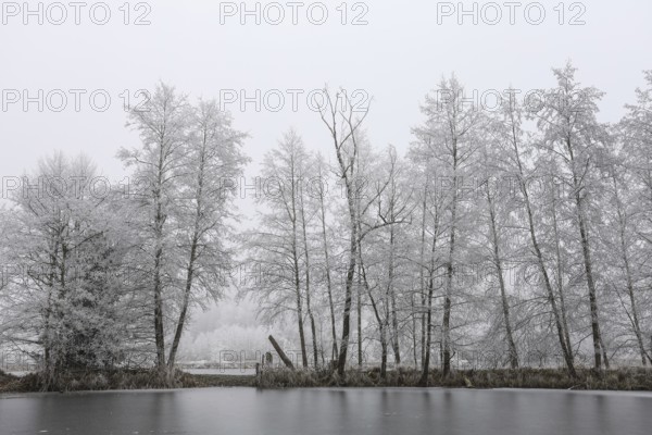 Snow-covered trees stand on a frozen lake, the atmosphere is calm and cold, Schwackenreuter Baggerseen-Rübelisbach nature reserve, Mühlingen, Konstanz district, Baden-Württemberg, Germany