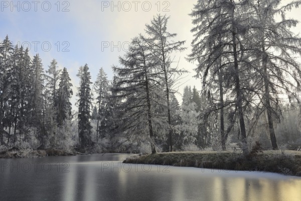 Snowy winter forest with frozen pond and trees and a quiet atmosphere, Schwackenreuter-Baggerseen-Rübelisbach nature reserve, Mühlingen, Konstanz district, Baden-Württemberg, Germany