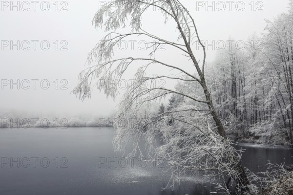 A calm wintry lake with hoarfrost on trees and bare branches in a foggy environment, Schwackenreuter-Baggerseen-Rübelisbach nature reserve, Mühlingen, Konstanz district, Baden-Württemberg, Germany