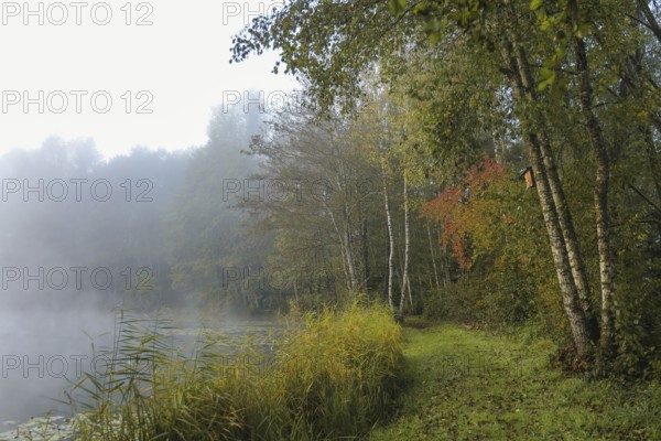 Foggy lakeside landscape in autumn with colorful foliage and calm lake, Schwackenreuter-Baggerseen-Rübelisbach nature reserve, Mühlingen, Konstanz district, Baden-Württemberg, Germany