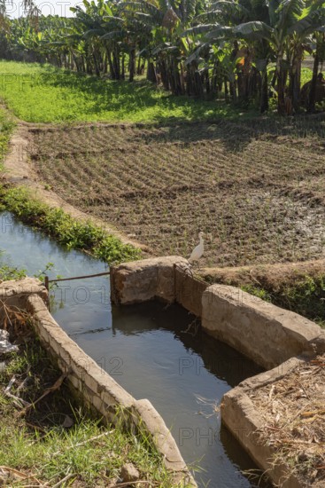 Agricultural Irrigation channels and canals bringing water from the River Nile to feed plants and water intensive crops such as bananas on a farm in Upper Egypt