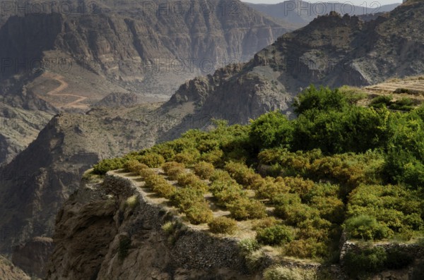The green mountains called Jebel Akhdar of the Hajar mountain range, the harsh interior of Oman, home of traditional rose harvesting and fruit farming