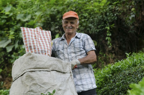 Rize, Turkey, September 5th 2014 Ali a Turkish tea farmer working in the plantations of the Black Sea Mountains near Rize in north east Turkey