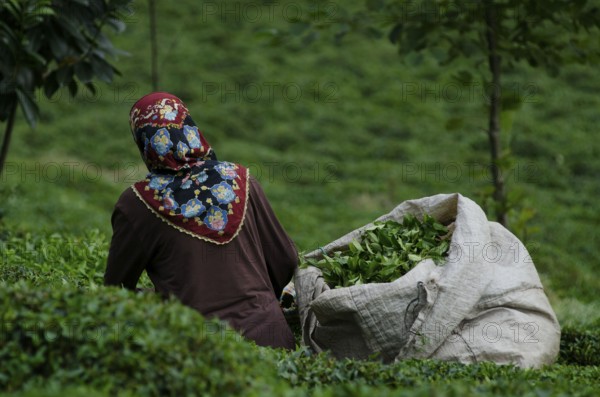 Rize, Turkey, September 5th 2014 Turkish women picking tea in the plantations of the Black Sea Mountains near Rize in north east Turkey