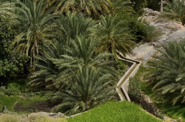 Muscat, Oman. May 29th 2014 Traditional Aflaj Irrigation System in a date palm garden near Muscat, Oman