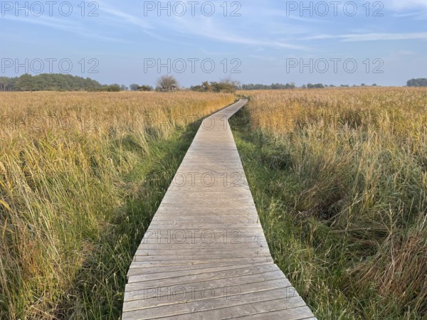 Footbridge through the reeds in the swamp area of the Western Pomerania Lagoon Area National Park, Darss-Zingster Bodden Range, Baltic Sea, peninsula, nature, autumn, nature reserve, Fischland-Darß-Zingst, Mecklenburg-Western Pomerania, Germany