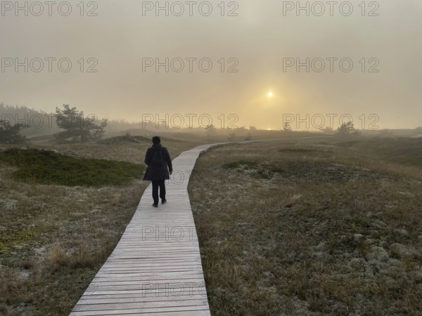 Walking at sunset, fog. Landscape with hiking trails through the Western Pomerania Lagoon Area National Park. panorama, Darss-Zingster Boddenkette, Baltic Sea, peninsula, nature, autumn, nature reserve, Fischland-Darß-Zingst, Mecklenburg-Western Pomerania, Germany