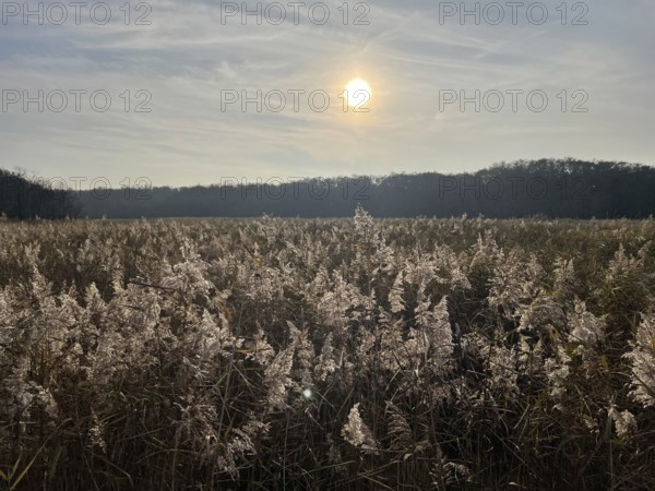 Reeds in the swamp area of the Vorpommersche Boddenlandschaft National Park, Darss-Zingster Boddenkette, Baltic Sea, peninsula, nature, autumn, nature reserve, Fischland-Darß-Zingst, Mecklenburg-Western Pomerania, Germany