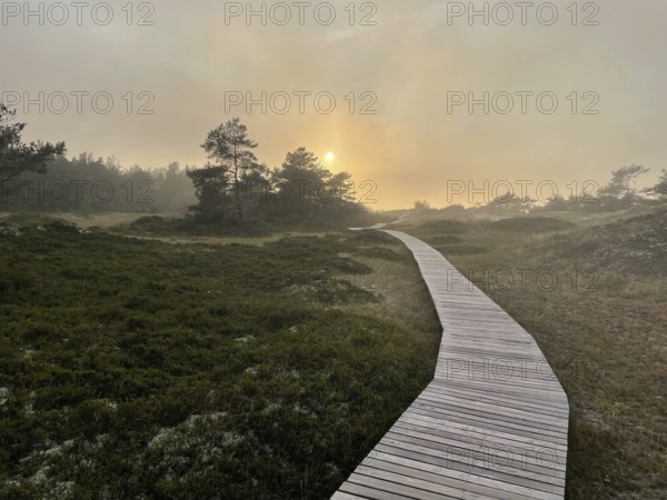Sunset, fog. Landscape with hiking trails through the Western Pomerania Lagoon Area National Park. panorama, Darss-Zingster Boddenkette, Baltic Sea, peninsula, nature, autumn, nature reserve, Fischland-Darß-Zingst, Mecklenburg-Western Pomerania, Germany