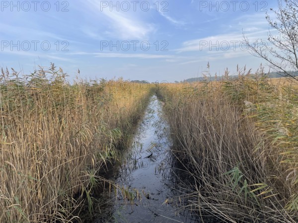 Reeds in the swamp area of the Vorpommersche Boddenlandschaft National Park, drainage trench, Darss-Zingster Bodden Range, Baltic Sea, peninsula, nature, autumn, nature reserve, Fischland-Darss-Zingst, Mecklenburg-Western Pomerania, Germany