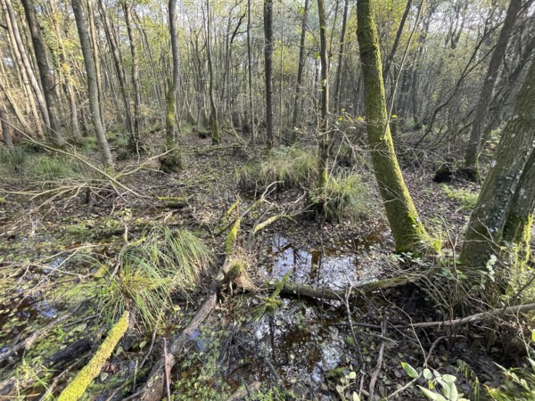 Swamp, forest in the national park, Western Pomerania Lagoon Area National Park, Darss-Zingster Bodden Range, Baltic Sea, peninsula, nature, autumn, nature reserve, Fischland-Darß-Zingst, Mecklenburg-Western Pomerania, Germany