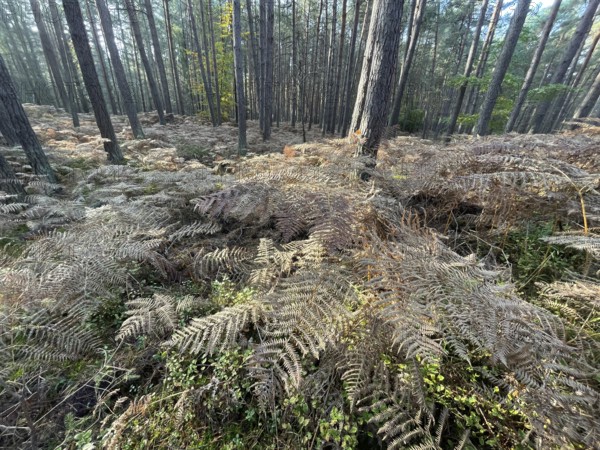 Forest, woodland fern (Athyrium filix-femina), ferns cover the ground, Western Pomerania Lagoon National Park, Darß-Zingster Bodden chain, Baltic Sea, peninsula, nature, autumn, nature reserve, Fischland-Darß-Zingst, Mecklenburg-Western Pomerania, Germany