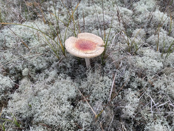 Fly agaric (Amanita muscaria) between lichens cover the ground in the Western Pomerania Bodden Landscape National Park, Darß-Zingster Boddenkette, Baltic Sea, peninsula, nature, autumn, nature reserve, Fischland-Darß-Zingst, Mecklenburg-Western Pomerania, Germany