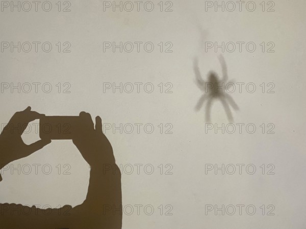 Photography, shadow, shadow of the photographer and shadow of the object, spider, cross spider, Nienhagen, Rostock district, Mecklenburg-Western Pomerania, Germany