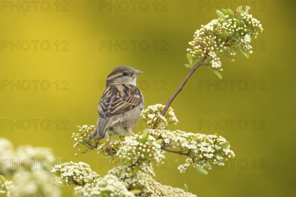 House sparrow (Passer domesticus) adult female garden bird on a shrub with white blossom flowers in summer, England, United Kingdom