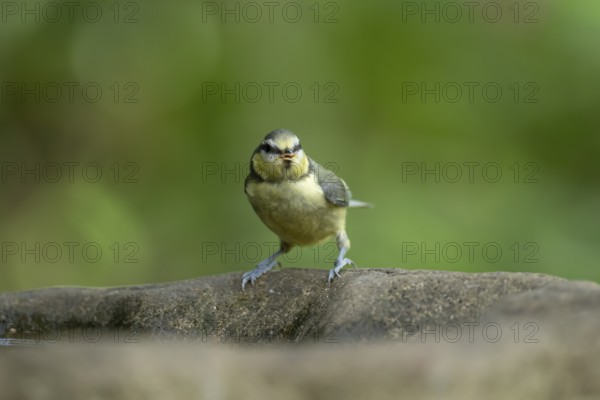 Blue tit (Cyanistes caeruleus) adult garden bird on a bird bath in summer, England, United Kingdom
