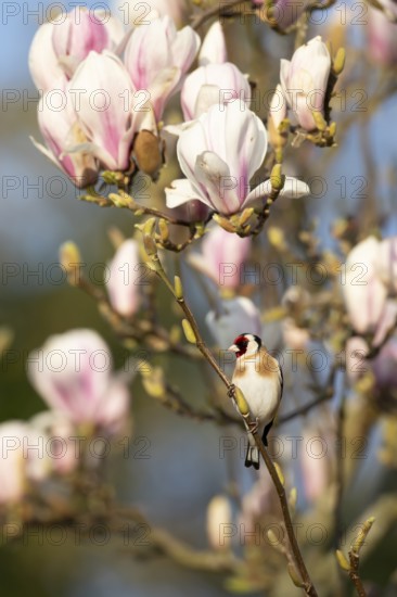 European goldfinch (Carduelis carduelis) adult garden bird on a Magnolia tree branch with blossom flowers in spring, England, United Kingdom