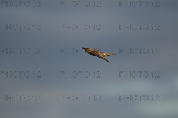 Eurasian sparrowhawk (Accipiter nisus) adult female bird of prey in flight, England, United Kingdom