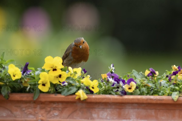 European robin (Erithacus rubecula) adult garden bird on a plant pot with Pansy and Viola flowers in spring, England, United Kingdom