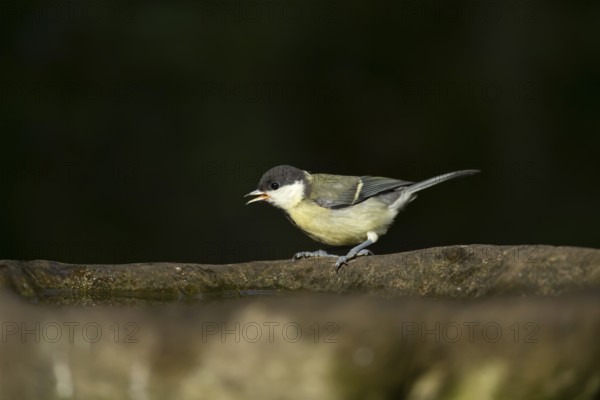 Great tit (Parus major) adult garden bird on a bird bath in summer, England, United Kingdom