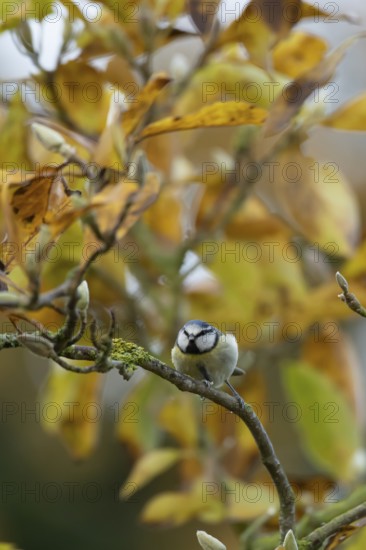 Blue tit (Cyanistes caeruleus) adult garden bird on a Magnolia tree branch with autumn colour leaves, England, United Kingdom