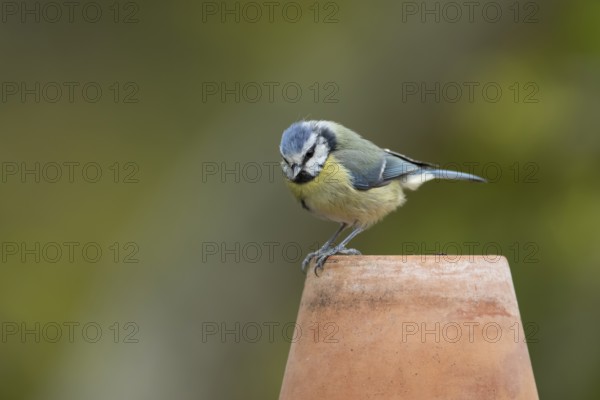 Blue tit (Cyanistes caeruleus) adult garden bird on a plant pot, England, United Kingdom