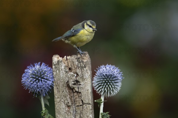 Blue tit (Cyanistes caeruleus) adult garden bird on a wooden post in summer, England, United Kingdom
