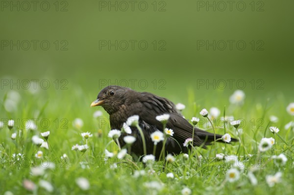 European blackbird (Turdus merula) adult female garden bird on a grass lawn with daisy flowers in summer, England, United Kingdom