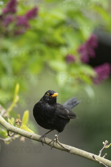 European blackbird (Turdus merula) adult male garden bird on a Lilac tree branch in spring, England, United Kingdom