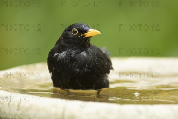 European blackbird (Turdus merula) adult male garden bird washing in a bird bath in summer, England, United Kingdom