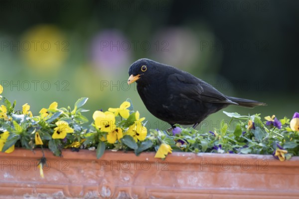 European blackbird (Turdus merula) adult male garden bird on a plant pot with pansy and viola flowers in spring, England, United Kingdom