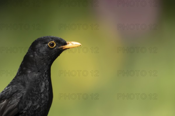 European blackbird (Turdus merula) adult male garden bird head portrait in summer, England, United Kingdom