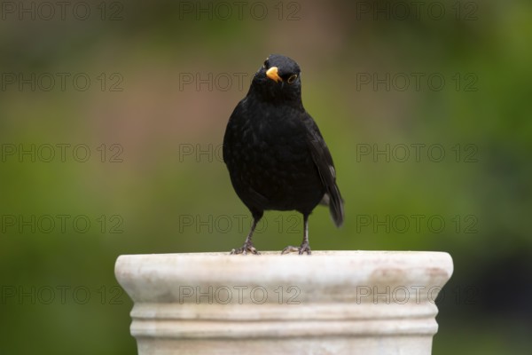 European blackbird (Turdus merula) adult male garden bird on a plant pot in summer, England, United Kingdom