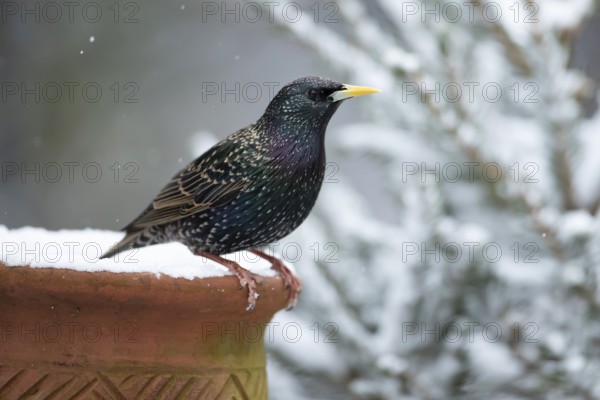 European starling (Sturnus vulgaris) adult garden bird on a snow covered plant pot in winter, England, United Kingdom