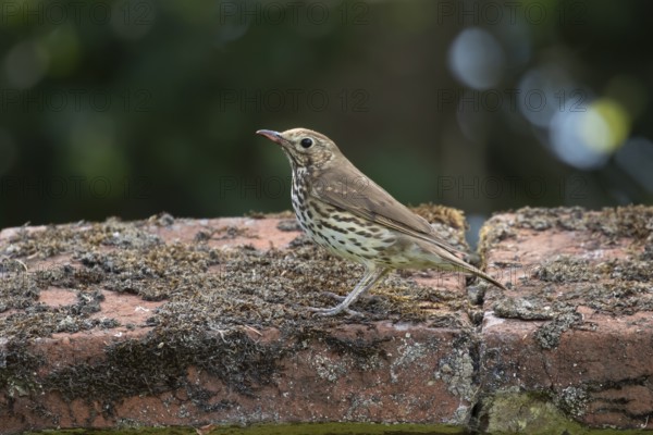 Song thrush (Turdus philomelos) adult garden bird on a wall, England, United Kingdom